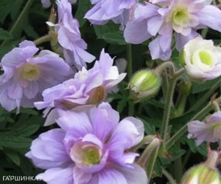 Герань садовая Саммер Скайс