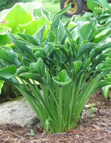 Хоста Прэинг Хэндс (Молящиеся ручки) M