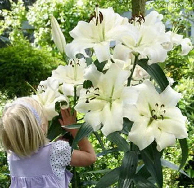 Лилия Претти Вумен ОТ-гибрид