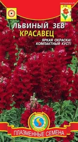 Львиный зев карликовый Красавец