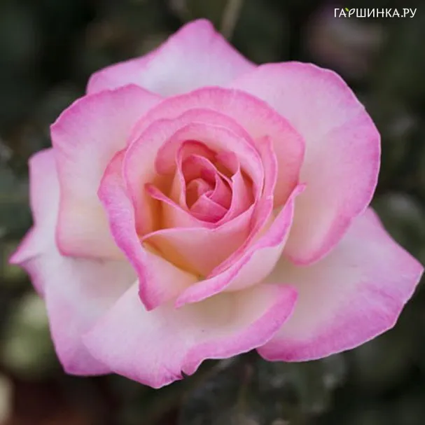 Роза Принцесс де Монако чайно-гибридная, Top Roses