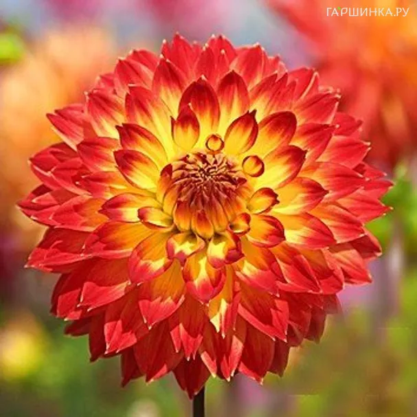 Георгина Процион декоративная