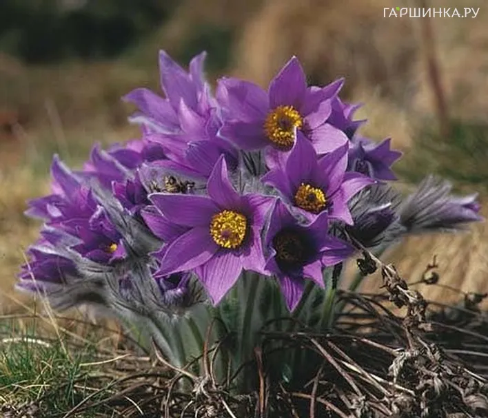 Прострел обыкновенный