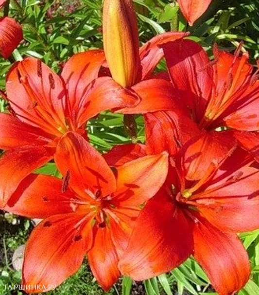 Лилия Прунотто азиатская/ 2шт