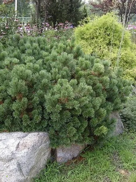 Сосна горная Пумилио