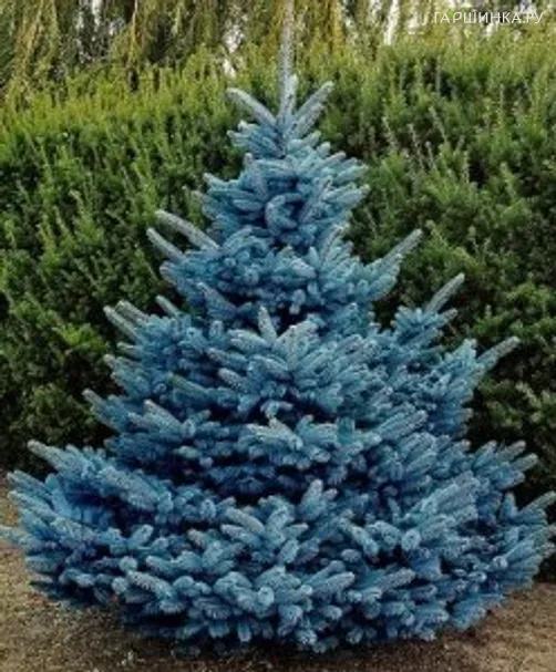 Ель колючая Хупси