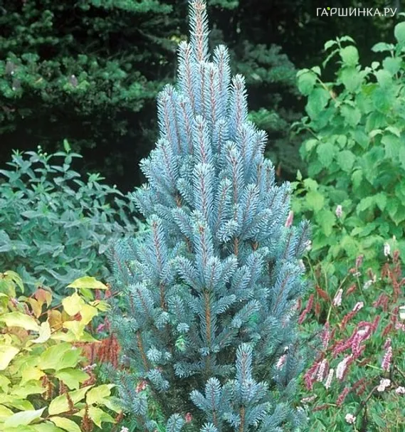 Ель колючая Изели Фастигиата