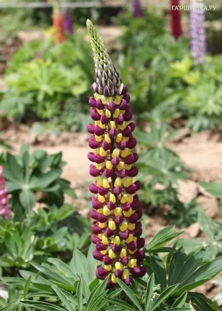 Люпин Lupinus Purple/Yellow