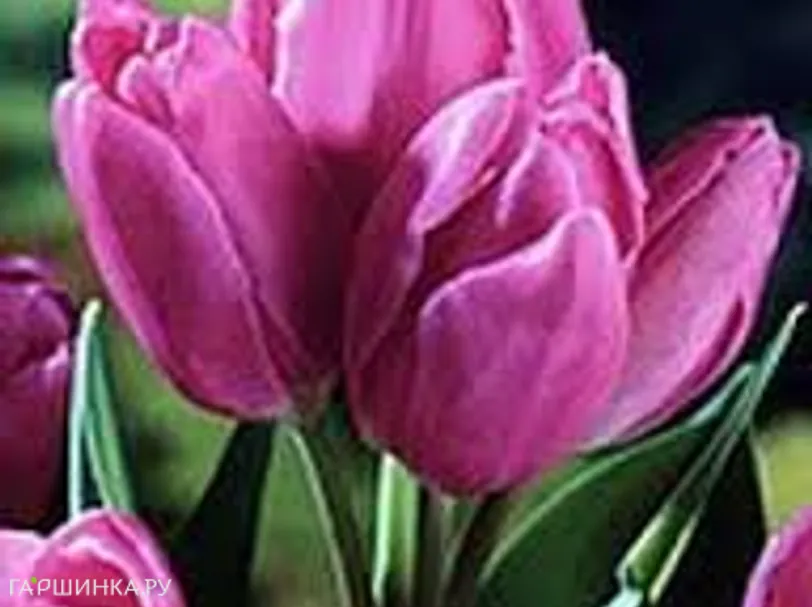 Тюльпан Пепл Букет многоцветковый 5шт.