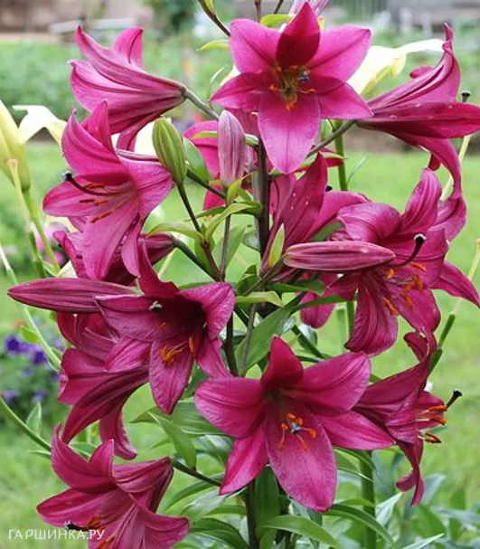Лилия Пурпл Принц ОТ-гибрид /2шт