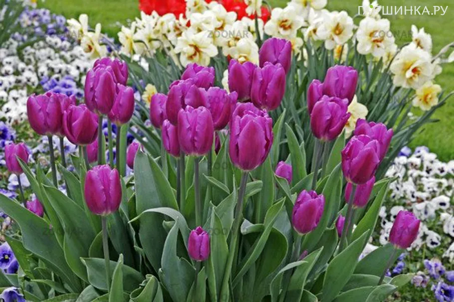 Тюльпан Пепл Принц  простой раний 5шт.