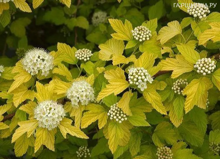 Пузыреплодник Дартс Голд