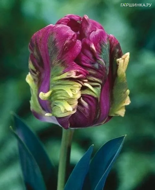 Тюльпан Рай попугайный 4шт