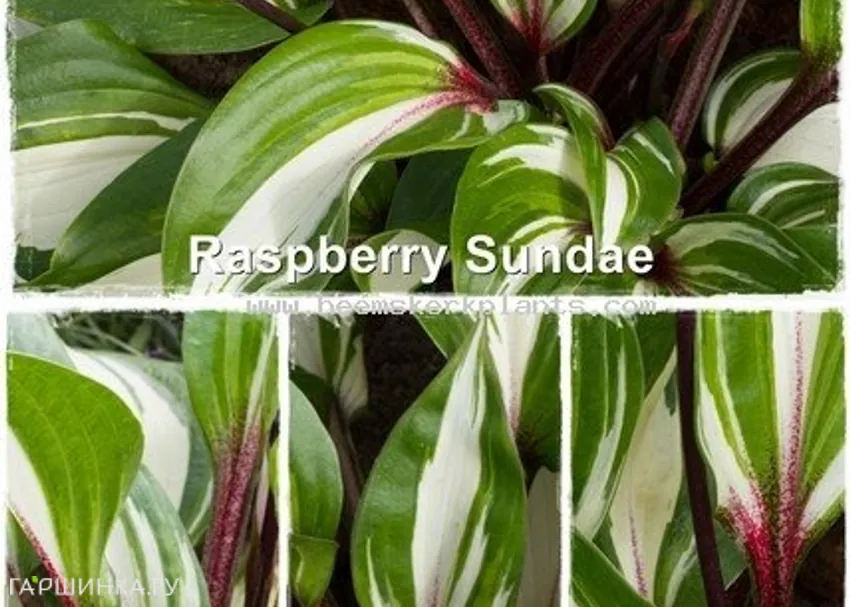 Хоста Распберри сэнди (S)