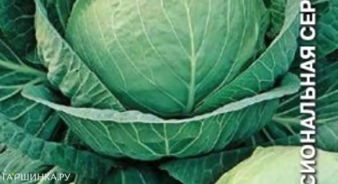 Капуста Разносол F1 белокочанная