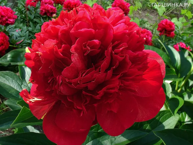 Пион Ред Шарм