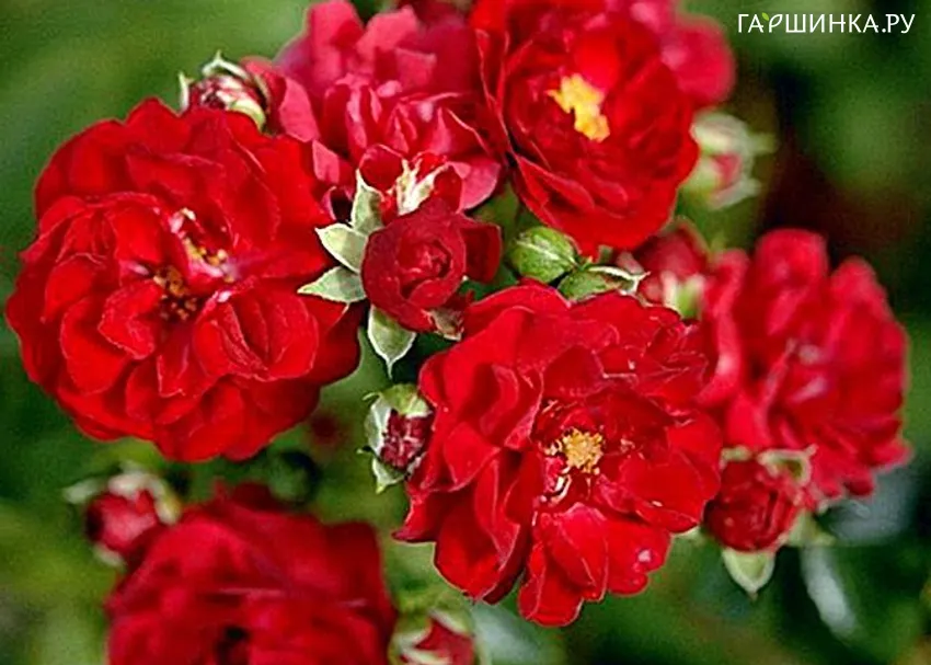 Роза Ред Фейри миниатюрная, Imperial Rose