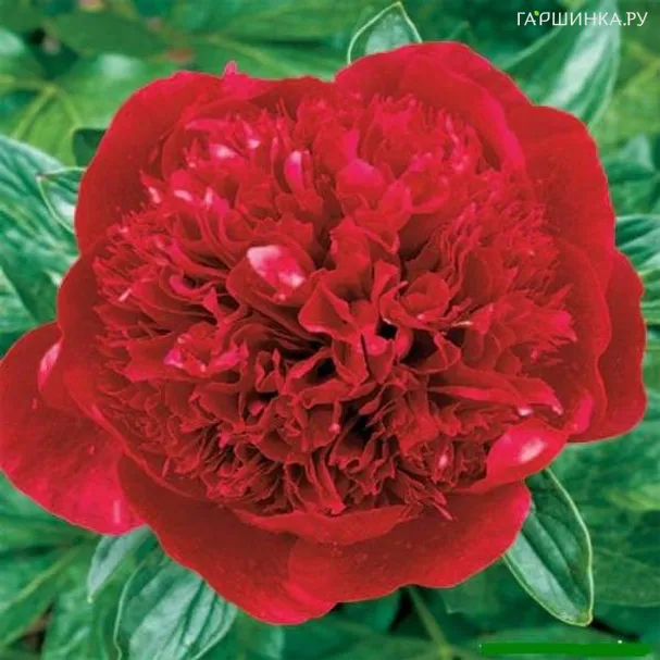 Пион Ред Мэджик