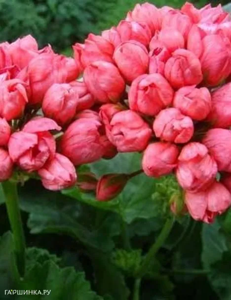 Пеларгония тюльпановидная Ред Пандора