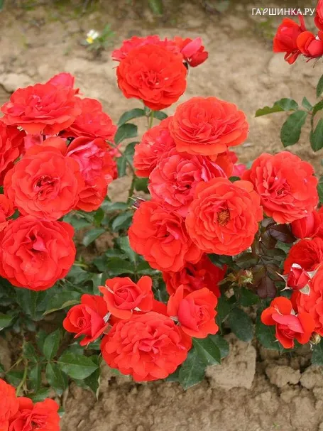 Роза Ред Ривер флорибунда, Imperial Rose
