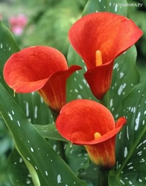 Калла Ред Сокс