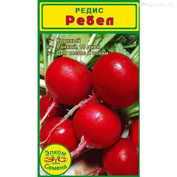 Редис Ребел (2 гр.)