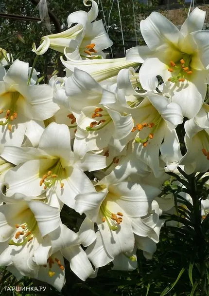 Лилия Регал Альбум трубчатая