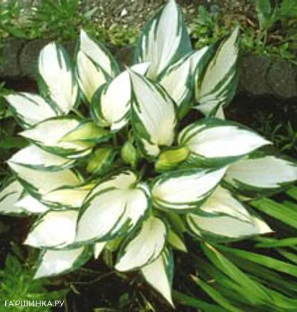 Хоста Ремембер Ми (M)