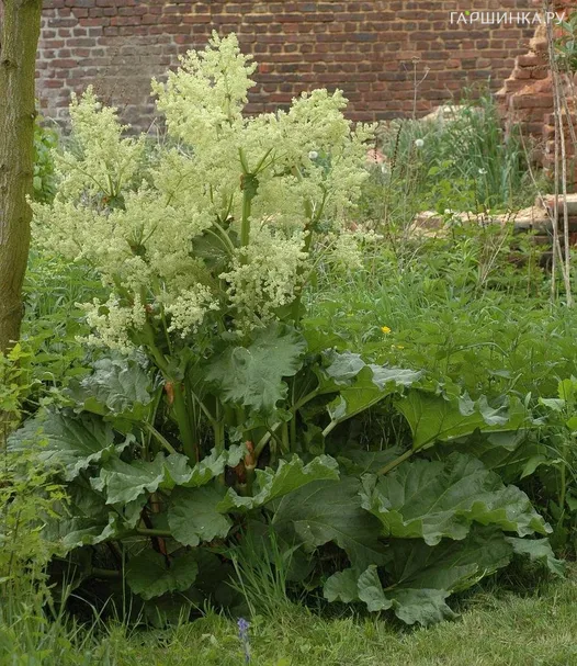 Ревень волнистый Rheum Rhabarbarum
