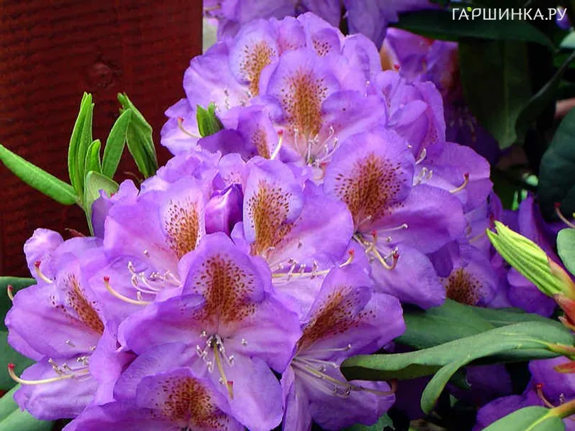 Рододендрон гибридный Блютопия