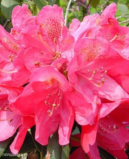 Рододендрон Souvenir of A. Waterer