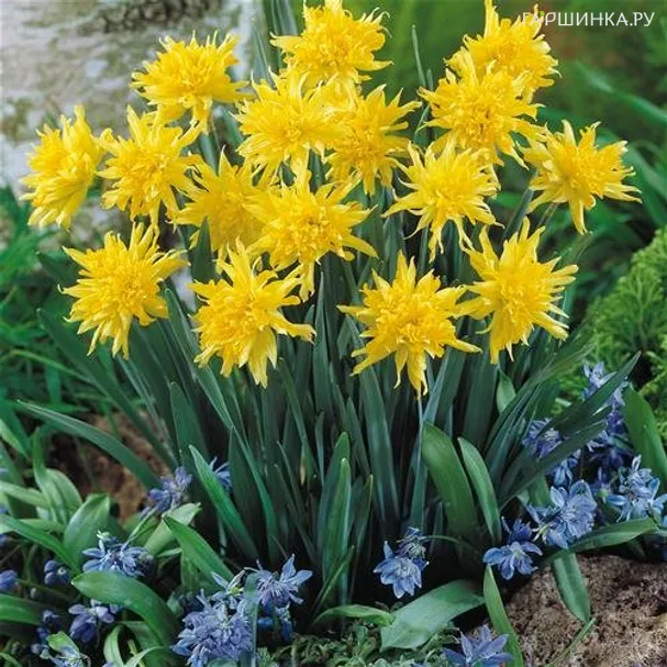 Нарцисс Рип Ван Винкл мини 5шт