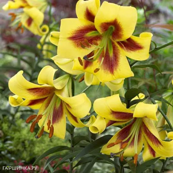 Лилия Роберт Свонсон ОТ-гибрид