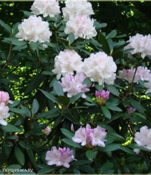 Рододендрон Эскимо