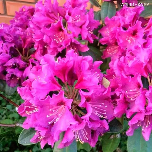 Рододендрон плотный Аметист