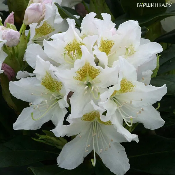 Рододендрон Каннингемс Уайт