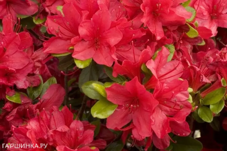 Рододендрон якушиманский Нино Кримсон