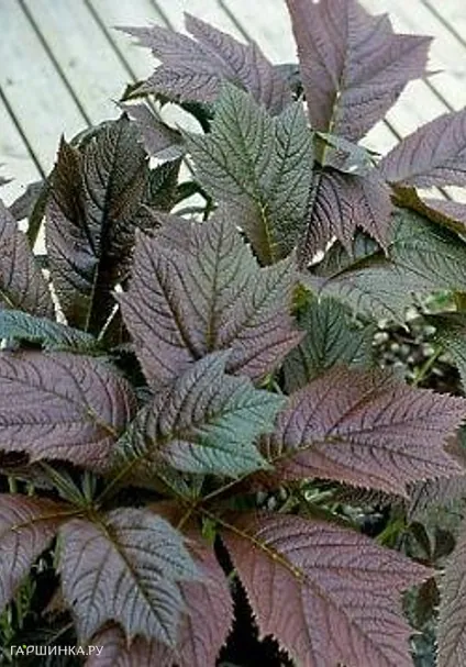 Роджерсия Браунлауб стополистная