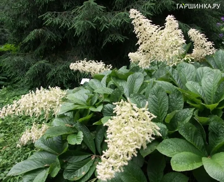 Роджерсия pinnata Alba