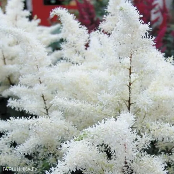 Астильба Арендса Рок энд Ролл