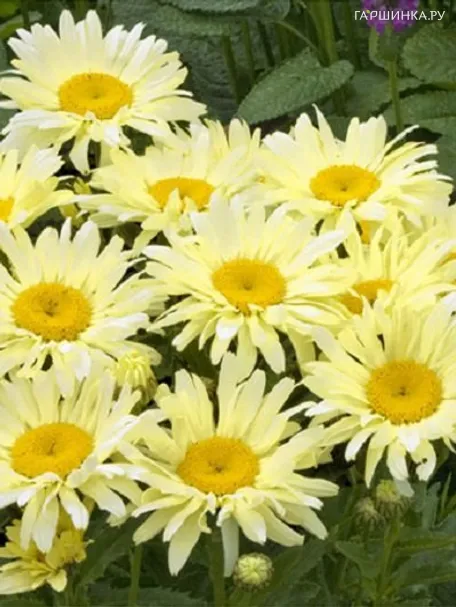 Ромашка (Нивяник) Бродвей Лайтс