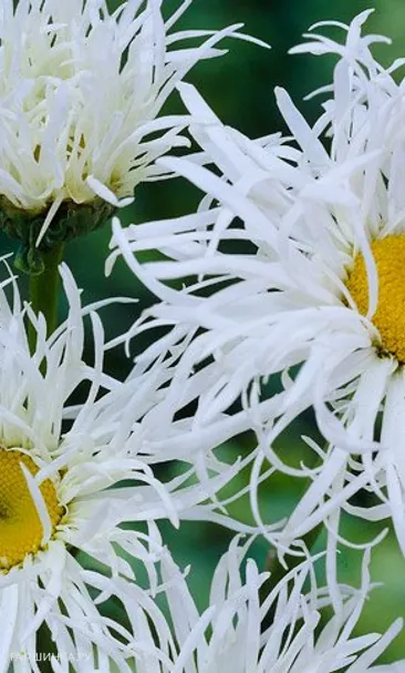 Ромашка (Нивяник) Олд Корт Вэраети