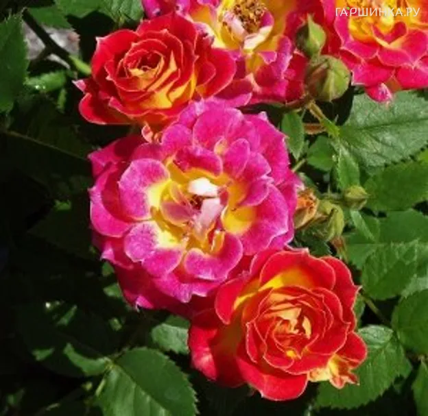 Роза Тиддли Винкс миниатюрная, Викс (лиц)