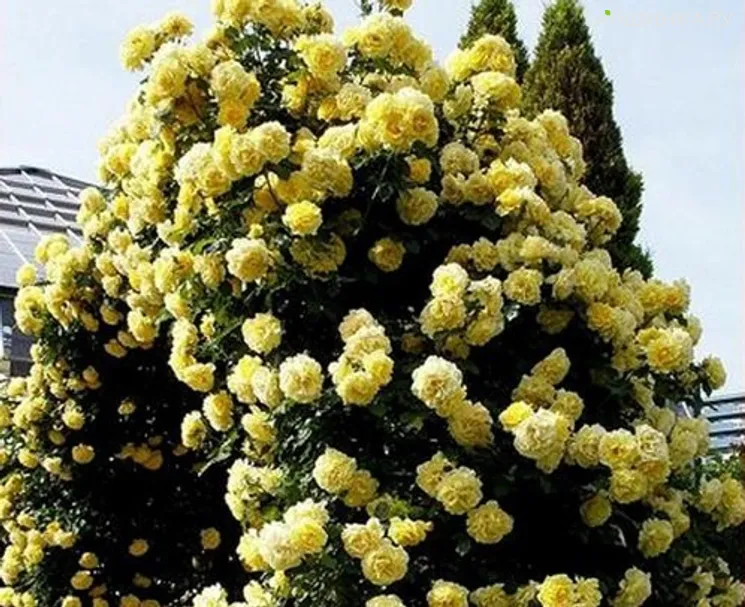 Роза Казино плетистая, Топалович (лиц)