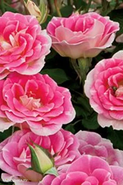 Роза Вимси миниатюрная, Викс (лиц)