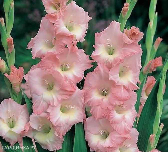 Гладиолус Роуз Супрем