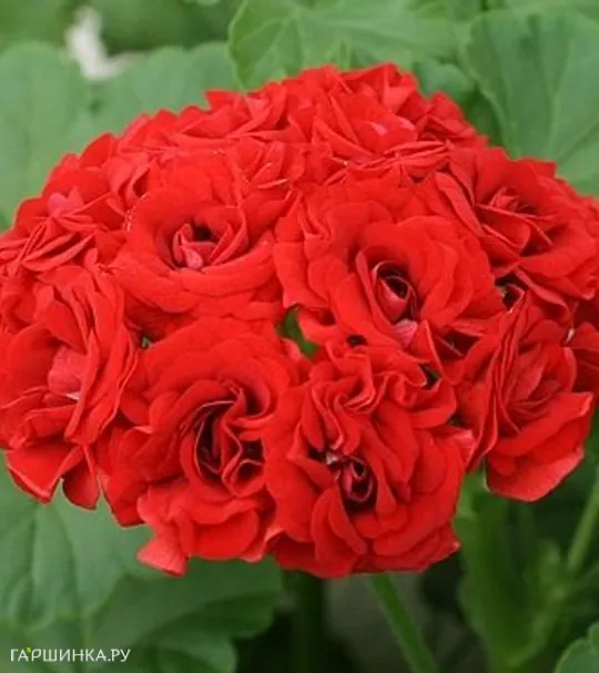 Пеларгония розебудная Розебуд Ред