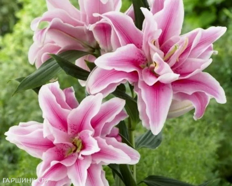 Лилия Роузлили Белоника восточная махровая/ 2 шт