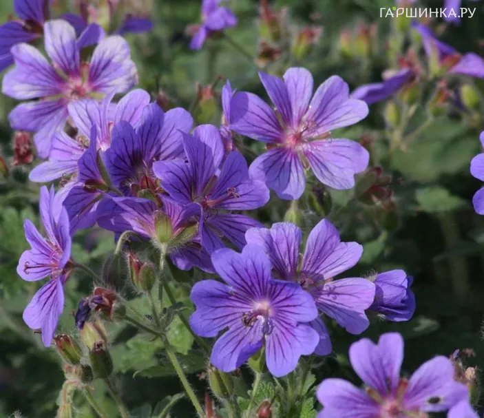 Герань садовая Роузмур