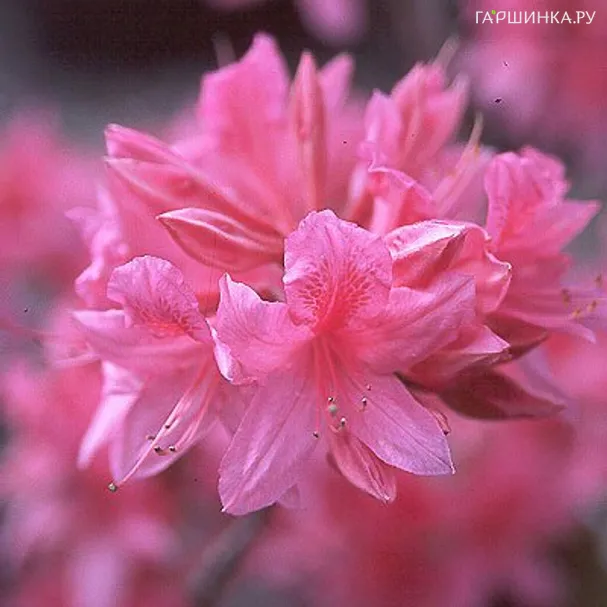 Рододендрон (Азалия) Роузи Лайтс